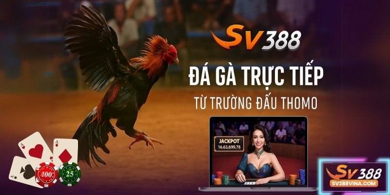Đá gà trực tiếp chất lượng cao trên SV388 phát từ trường đấu Thomo